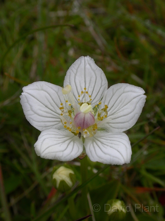 Grass of parnassus flower - B.JPG - Grass of parnassus flower - Orkney